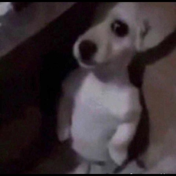 Meet your Posher, Ella - Picture 1 of 1